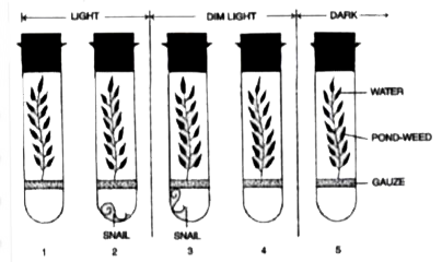 The diagram given below is a set up to demonstrate an experiment     Pond-weed was placed in five water-filled tubes. The experiment was set-up as shown in the diagram. The tubes were then left for 24 hours   The tube in which least carbon dioxide would be found is