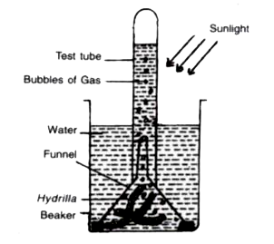 The figure below represents an experiment set-up to study a physiological process in plants      What would happen to the rate of bubbling of the as it a pinch of sodium bicarbonato is added to the water in the beaker ? Explain your answer