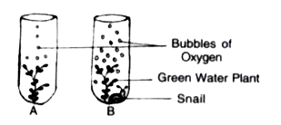 The diagram below shows two test-tubos A and B. Test-tube A contains a green water plant Test-tube B contains both a green water plant and a snail. Both test tubes are kept in sunlight Answer the questions that follow     Name the physiological process that releases the bubbles of oxygen