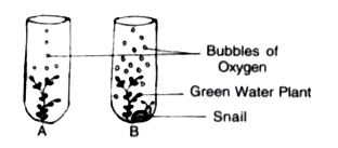 The diagram below shows two test-tubes A and B. Test-tube A contains a green water plant Test-tube B contains both a green water plant and a snail. Both test tubes are kept in sunlight Answer the questions that follow     Explain the physiological process as mentioned above