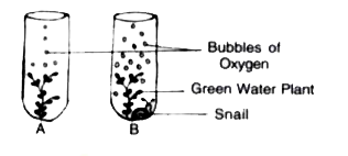 The diagram below shows two test-tubos A and B. Test-tube A contains a green water plant Test-tube B contains both a groen water plant and a snail. Both test tubes are kept n sunlight Answer the questions that follow     Why does test-tube 'B' have more bubbles of oxygen