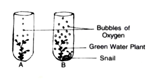 The diagram below shows two test-tubes A and B. Test-tube A contains a green water plant Test-tube B contains both a green water plant and a snail. Both test tubes are kept n sunlight Answer the questions that follow     Give an example of a water plant that can be used in the above experiment.