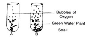 The diagram below shows two test-tubes A and B. Test-tube A contains a green water plant Test-tube B contains both a green water plant and a snail. Both test tubes are kept in sunlight Answer the questions that follow     Write the overall chemical reaction for the above process.