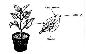 A potted plant with variegated leaves was taken in order to prove a factor necessary for photosynthesis. The potted plant was kept in the dark for 24 hours and then placed in bright sunlight for a few hours Observe the diagrams and answer the questions.      What aspect of photosynthesis is being tested in the above diagram?