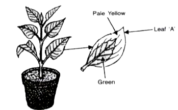 A potted plant with variegated leaves was taken in order to prove a factor necessary for photosynthesis. The potted plant was kept in the dark for 24 hours and then placed in bright sunlight for a few hours Observe the diagrams and answer the questions.     Represent the process of photosynthesis in the form of a balanced equation