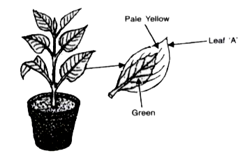 A potted plant with variegated leaves was taken in order to prove a factor necessary for photosynthesis. The potted plant was kept in the dark for 24 hours and then placed in bright sunlight for a few hours Observe the diagrams and answer the questions.      Why was the plant kept in the dark before beginning the experiment?