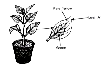 A potted plant with variegated leaves was taken in order to prove a factor necessary for photosynthesis. The potted plant was kept in the dark for 24 hours and then placed in bright sunlight for a few hours Observe the diagrams and answer the questions.     What will be the result of the starch test performed on leaf A shown in the diagram? Give an example of a plant with variegated leaves