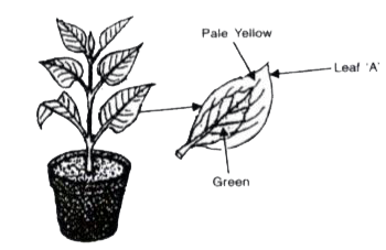 A potted plant with variegated leaves was taken in order to prove a factor necessary for photosynthesis. The potted plant was kept in the dark for 24 hours and then placed in bright sunlight for a few hours Observe the diagrams and answer the questions.       Draw a neat labelled diagram of a chloroplast