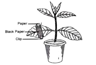 The diagram given below represents an experiment to prove the importance of a factor in photosynthesis. Answer the questions that follow       What will you observe in the experimental  What will you observe in the experimental