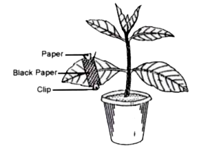 The diagram given below represents an experiment to prove the importance of a factor in photosynthesis. Answer the questions that follow      Draw a neat, labelled diagram of an experimental setup to show that oxygen is released during photosynthesis