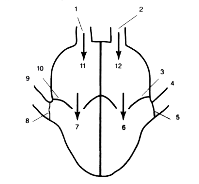 The given diagram is highly diagrammatic representation of mammalian heart. In this diagram   Name the parts marked 1-12.