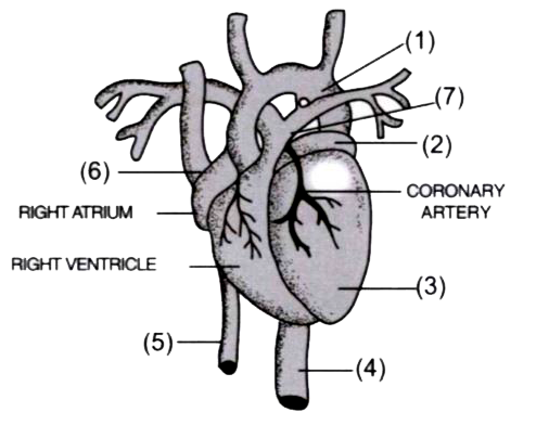 Given below is a diagram of the external features of the heart:      Name the parts 1 to 7.