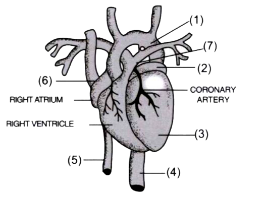 Given below is a diagram of the external features of the heart:      What type of blood does '5' carry?