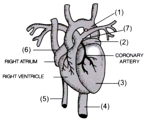 Given below is a diagram of the external features of the heart:      Mention one structural difference between 5 and 4