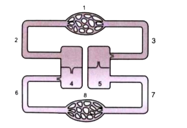 Given below is a simple diagram of the circulation of blood in a mammal showing the main blood vessels, the heart, lungs and body tissues. The      blood vessels, labelled 6, contain deoxygenated blood and the valve leading to it has three semi- lunar pockets   Name the blood vessels or organs marked by numbers 1 to 8