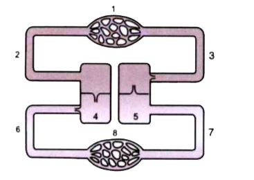 Given below is a simple diagram of the circulation of blood in a mammal showing the main blood vessels, the heart, lungs and body tissues. The      blood vessels, labelled 6, contain deoxygenated blood and the valve leading to it has three semi- lunar pockets    What is diastole