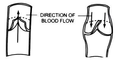 The diagram given below represents a certain category of blood vessels showing the role of a special structure in their walls :    Are these structures present in any other kind of blood vessel ? If so, name it.