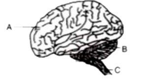 The diagram given below is an external view of the human brain. Study the same and answer the questions that follow :       Name the parts labelled A, B and C in the diagram.