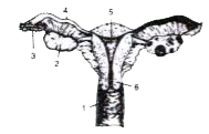 Given below is a diagram of the reproductive system of a human female :          (i) Name the parts numbered 1-6.     (ii) Normally after how many days does an ovary release an egg?      (iii) Where are the sperms released during coitus?      (iv) What do the sperms do after being released ?     (V) What is the function of the organ numbered 5 ?     (vi) How many days does it normally take from the fertilisation of the egg up to the birth of the baby?