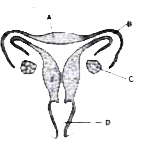 The figure given below represents the female reproductive system of a mammal. Parts indicated by the guidelines A to D are as follows:             (A) Uterus     (B) Fallopian tube (oviduct)     (C) Ovary      (D) Vagina     (a) Give appropriate terms for each of the following:      (i) The onset of reproductive phase in a young female.      (ii) Rupture of follicle and release of ovum from the ovary      (iii) Monthly discharge of blood and disintegrated tissues in human female.      (iv) Process of fusion of ovum and sperm.     (v) Fixing of developing zygote on the uterine wall.      (vi) The permanent stoppage of menstruation at about the age of 45 years in a female.     (b) State the functions of the (0) Placenta (ii) Amniotic fluid. [ICSE 2004, 2015]      (c) Using the symbol