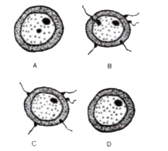 Given below are diagrams showing the different stages in the process of fertilisation of an egg in the human female reproductive tract.     Study the diagrams and answer the questions          (i) Arrange the letters given below each diagram in a logical sequence to show the correct order in the process of fertilisation.     (ii) Where does fertilisation normally take place? What is 'Implantation' that follows fertilisation ?     (iii) Mention the chromosome number of the egg and zygote in humans.     (iv) Explain the term 'Gestation'. How long does Gestation last in humans ?     (v) Draw a neat, labelled diagram of a mature human sperm.