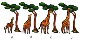 Observe the figures given below and then answer the questions that follow :            (i) What is the picture depicting ?     (ii) What was the reason that the giraffe stretched their neck and forelimbs ?     (iii) Name the theory to which this picture belongs.     (iv) Who explained this theory? (V) What is the conclusion of this theory?