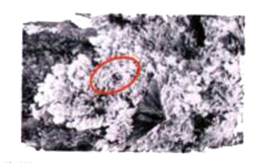 The given diagram shows peppered moth in the lichen tree.          (i) What is the picture indicating?     (ii) Write its scientific name.     (iii) In which country did this happen?     iv) Who were the enemies of these moths?     (v) According to Darwin, what was the conclusion of this effect?