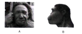 Given below are two stages in the evolution of man. Study them and answer the questions that follow :         (i) Identify Australopithecus and Neanderthal man from the above pictures.     (ii) Mention two characteristic features each for the two stages.    (iii) Who proposed the theory of Natural Selection?     (iv) Name the organism used as an example to explain 'Industrial Melanisum'.     (v) Give two examples of Vestigial organs in humans.