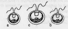 Given below are 3 gametes a , b and c. a and b gametes undergoes fusion. a)identify the fusion.  b) Give the explanation for the identification.