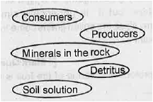 Given below are the components related to simplified model of mineral cycling in a terrestrial ecosystem . Construct a flow chart.   ( Hint : Weathering of rock)