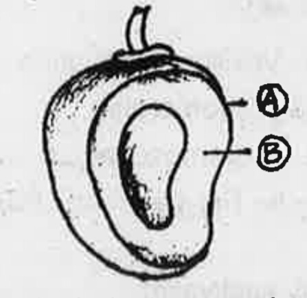The diagram given below shows parts of a true fruit.   (a) Write the technical name of this fruit developed from a monocarpellary superior ovary.   (b) Label the parts A and B.   (c) Can you distinguish a parthenocarpic fruit from the given fruit
