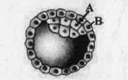 The diagram of Human blastocyst is given below.   Identify A and B. .