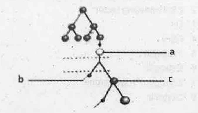 Analyse the process of gametogenesis given below. Answer the following questions.   Compare the chromosome numbers of cell 'a' & cell 'c'.   .