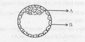 Given below is the diagrammataic representation of human blastocyst. Observe the diagram and answer the following questions:   Write the functions of A and B.   .