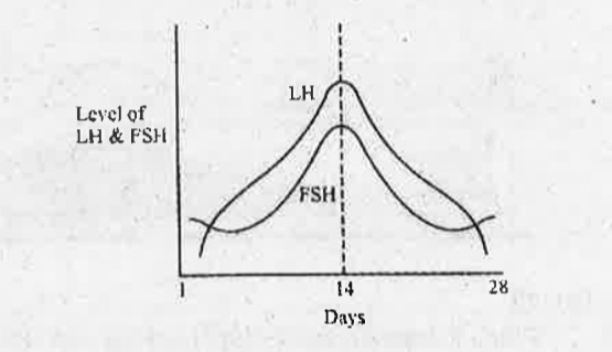 The graph shown below shows the levels of LH and FSH at various stages of menstrual cycle.   Note the function of LH in males.   .
