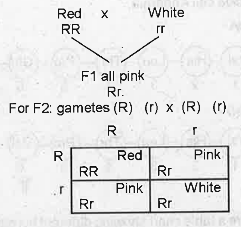 Observe the crossing of Mirabilis plant and the young ones given below.   for f-2 gametes ( R )  ( r ) xx ( r )   Name the type of phenomenon of the above crossing