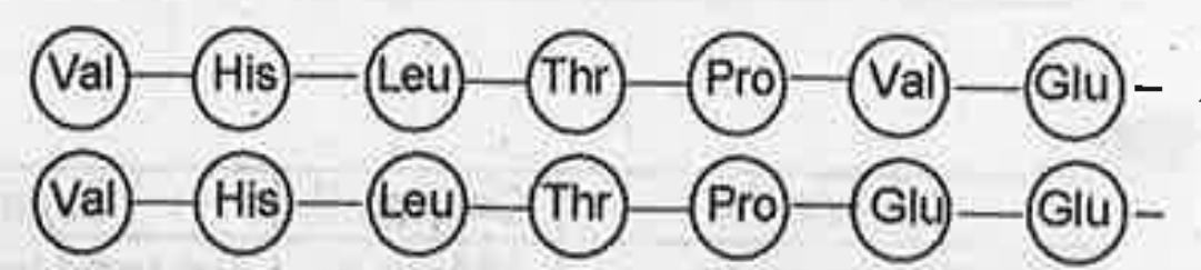 Polypeptide chains of two haemoglobin molecules are shown below. One of the chains snows an abnormality. Observe the diagram and answer the questions.   Which of the polypeptide chain in haemoglobin is abnormal leading to a disease?