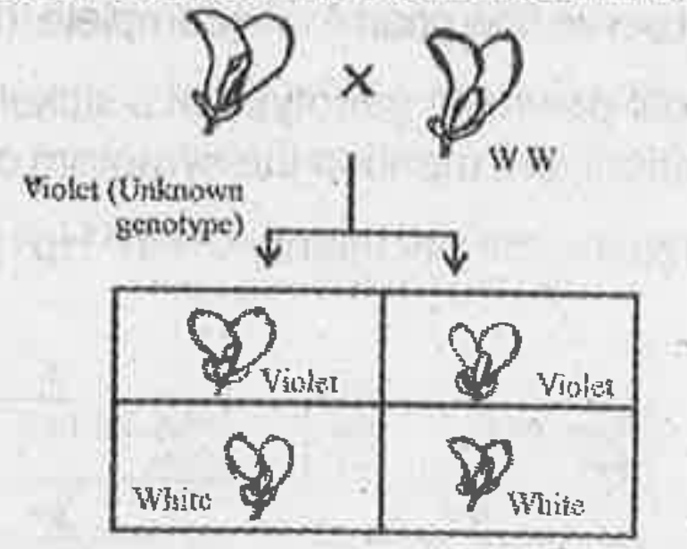 To find out the unknown genotype of a violet flowered pea plant a researcher done the following cross. Observe the diagram and answer the questions.   (Hint: Violet flower colour in pea plant is dominant over white)   What would be the above cross called?