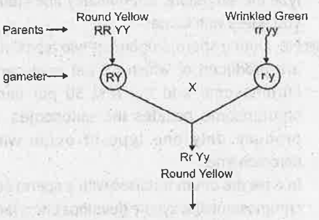 Work of a student is given below:    Complete the work using  Punnett and find out the phenotypic ratio in the F2 generation.