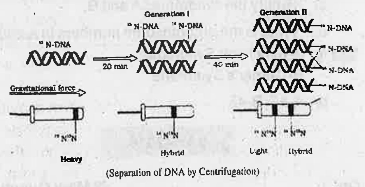 Results of a famous experiment is given in the figure.   Which properly of the DNA is proved by this experiment?.