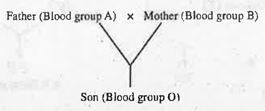 Study the following cross and answer the questions.   [Hint: ABO blood group in man Is controlled by three alleles I^A ,I^B  and i]   Write the genotypes of Father, mother and Son.
