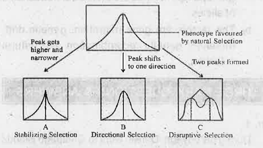 The diagrams shown below represents the operation of natural selection on different traits. Observe the diagrams and answer the following:   Why graph C shows a marked difference from graph A.   .