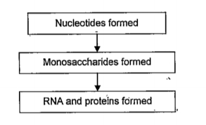 Analyse the activities in the evolution of life and modify the flow chart by arranging them in the correct order.