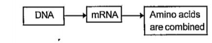 Observe the following illustration and answer the questions.   mRNA is considered as the messenger of DNA. Why?