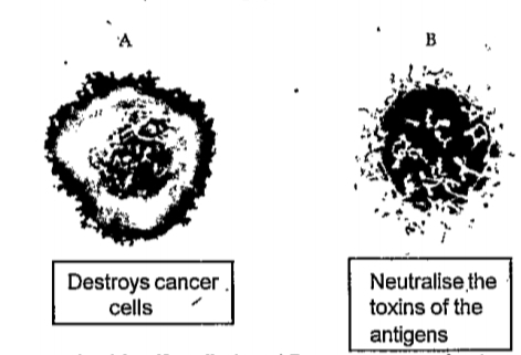 Observe the pictures of cells in specific defense and answer the following questions.   Identify cells A and B.