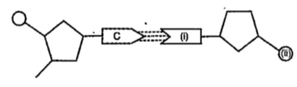 What are indicated by (i) and (ii) in the illustration of DNA molecule given below?