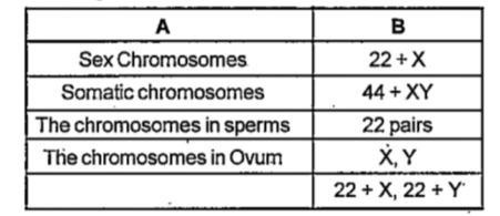 Analyse the table related to human chromosomes and arrange the column Bin accordance with column A.