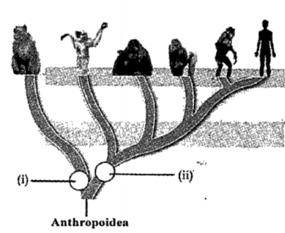 An illustration related to human evolution is given.Analyse it and answer the following questions:   Mention the two important characteristics of organisms belong to (ii).