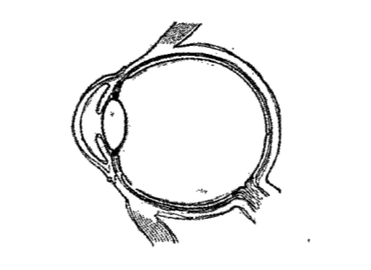 Redraw the picture given below. Identify the name indicated and label the parts.   The part of Retina where plenty of photoreceptors are seen.