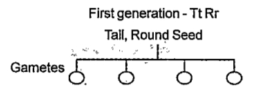 First generation raised from the hybridisation experiment of Mendel is given. Write the gametes formed from this generation.